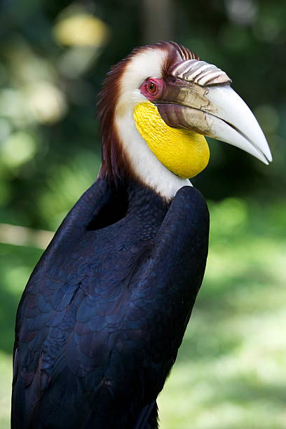 Wreathed Hornbill Wreathed Hornbill wreathed hornbill stock pictures, royalty-free photos & images