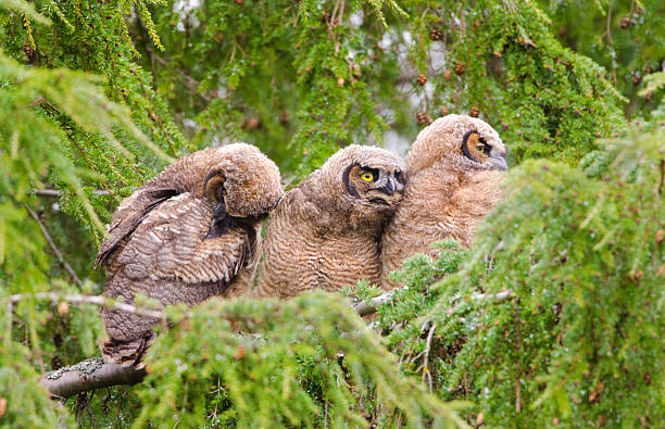 istock Great-horned Owl Baby - Triplets 172476301