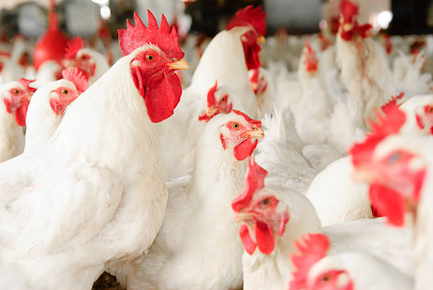 Large group of white chickens with red combs and wattles stock photo
