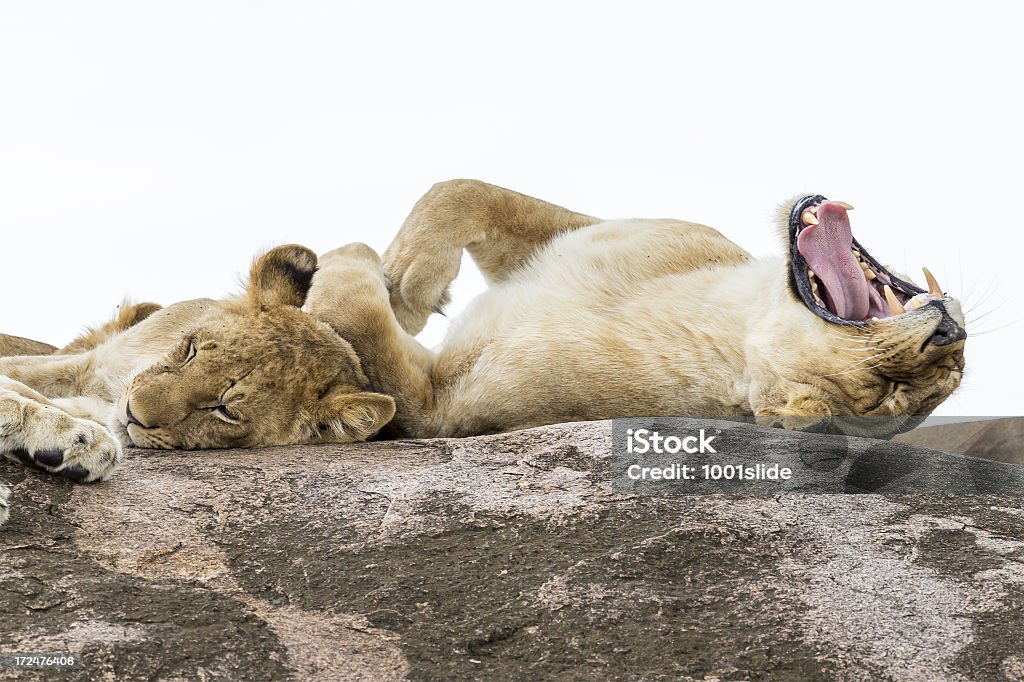 Lionne sur wild-Bouche ouverte - Photo de Animal femelle libre de droits