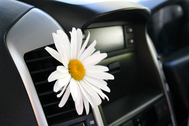 istock White Daisy in car air conditioning 172476442
