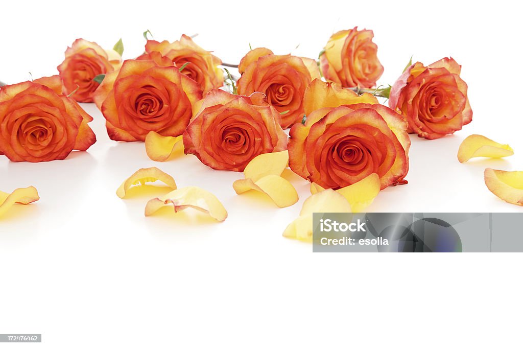 Arancio di rose e petali in posizione supina - Foto stock royalty-free di Arancione