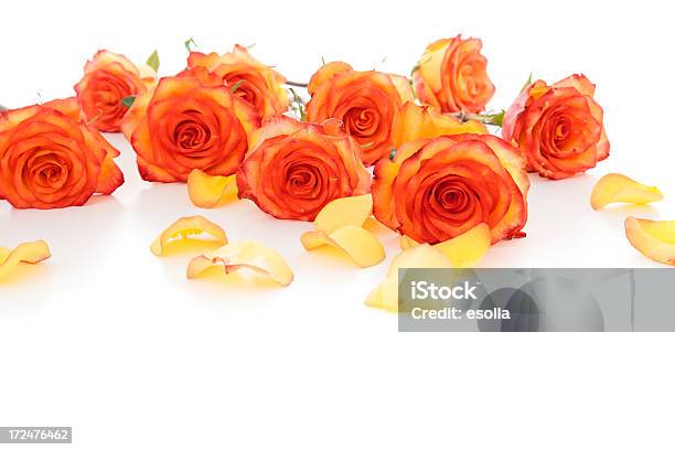 오랑주 장미 꽃잎 누워있기 0명에 대한 스톡 사진 및 기타 이미지 - 0명, 꽃-식물, 꽃잎