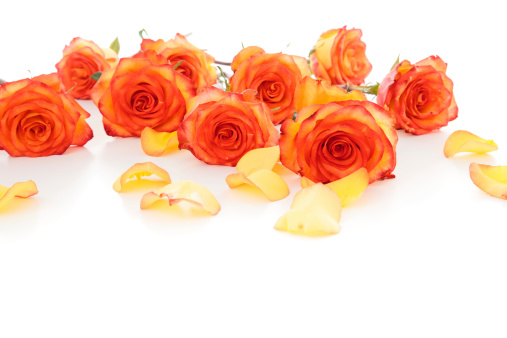 Orange and yellow Roses and petals lying down on a white surface.