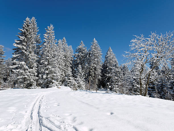 ユキコ冬のクロスカントリースキー風景、ブラックの森 - cross country skiing black forest germany winter ストックフォトと画像