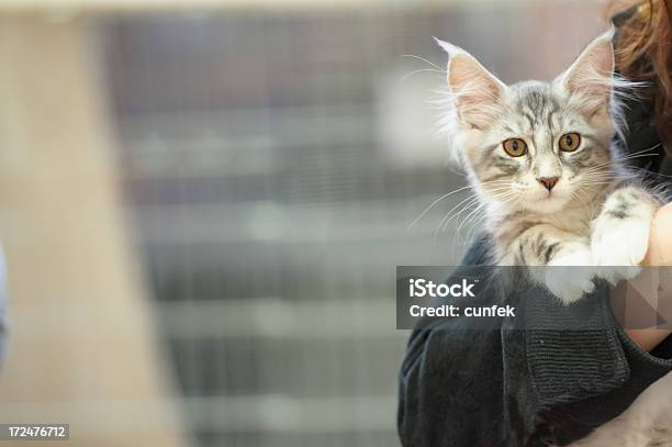 Młody Maine Coon - zdjęcia stockowe i więcej obrazów Biały - Biały, Cała postać, Czujność