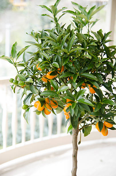 małe drzewo pomarańczy - single flower small agriculture nature zdjęcia i obrazy z banku zdjęć