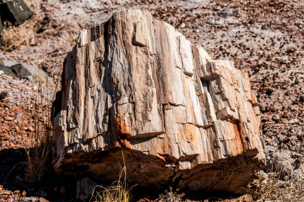 istock Tree Trunk in Petrified Forest Natipnal Park 172476801