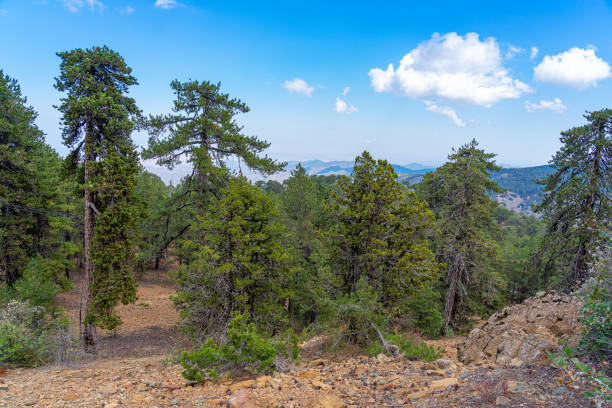 istock Black pine, arboreal vegetation on the walking trail on Mount Olympus 1724769264