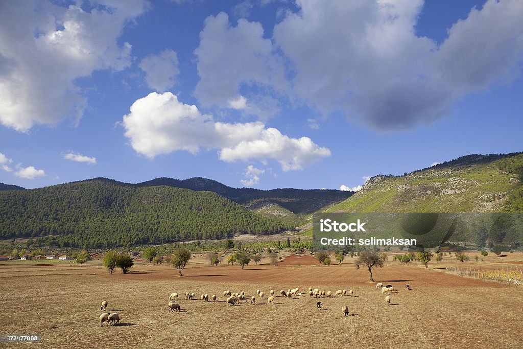 Пастьба овец Стадо в Анатолия, Турция - Стоковые фото Без людей роялти-фри
