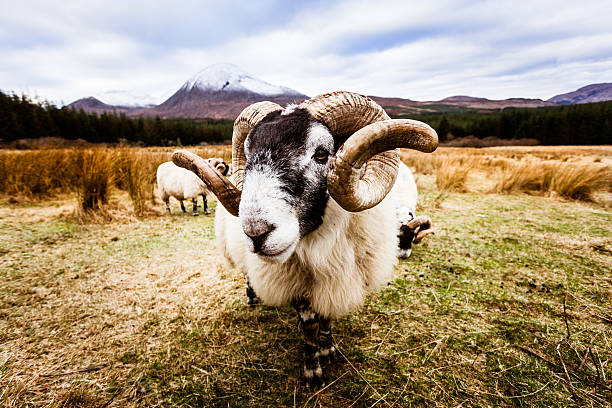 Ram portrait