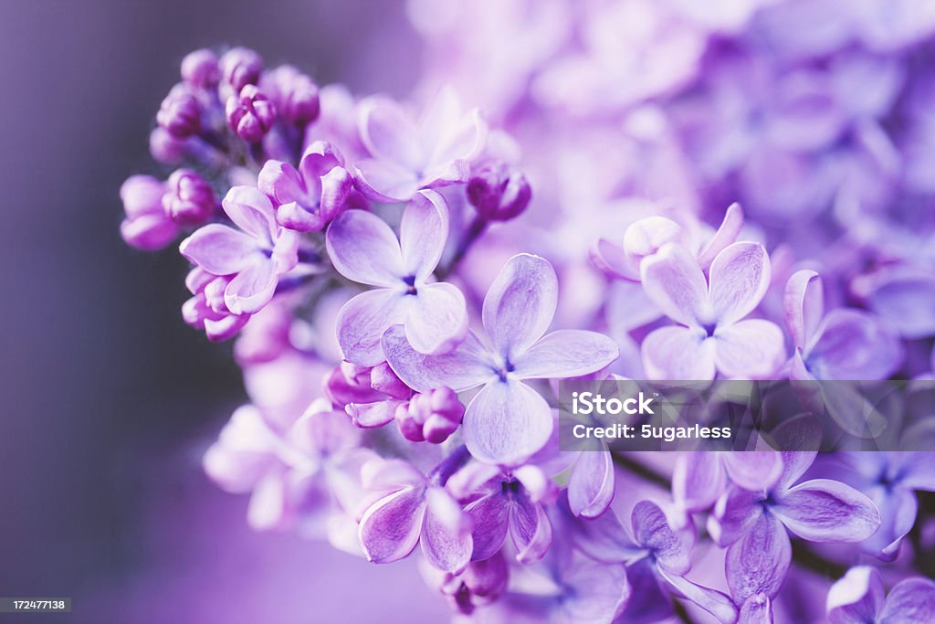 Lilac flowers Lilac flowers close-up Lilac Stock Photo Lilac flowers Lilac flowers close-up Lilac Stock Photo