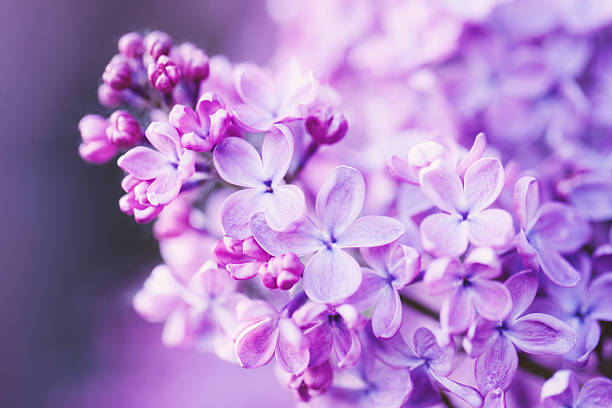 Lilac flowers stock photo
