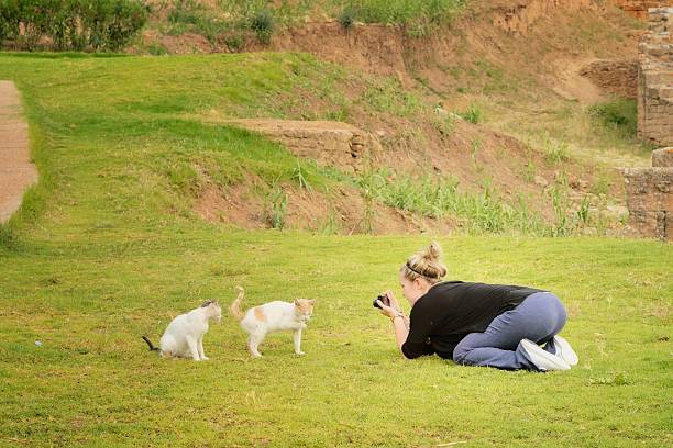 Girl And Two Cats This young lady is a member of a dance troupe on a cruise chip and she has a day off to escort passengers on a shore excursion and is enjoying herself by playing with stray cats at the Chellah Roman ruins in Rabat. The cats are simply looking for a handout sala colonia stock pictures, royalty-free photos & images