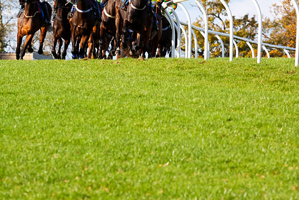 galloping racehorses - british racing green стоковые фото и изображения