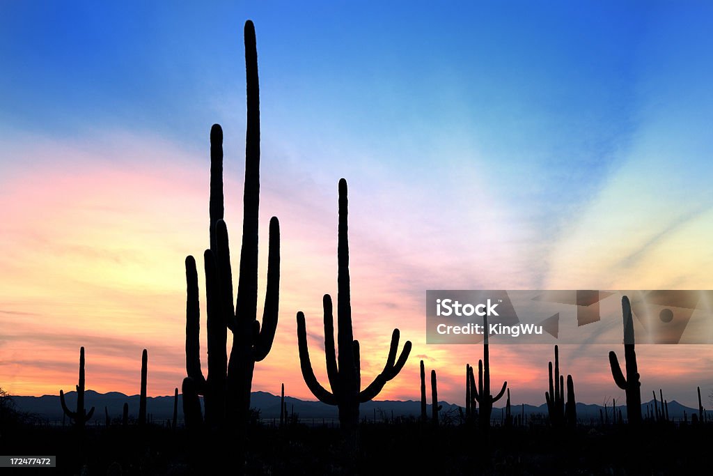 Paisagem do deserto, no pôr do sol - Foto de stock de Phoenix - Arizona royalty-free