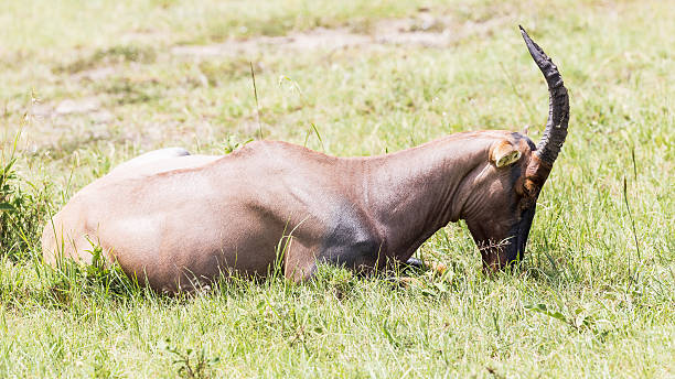 antílope topi de acostarse - masai mara national reserve masai mara topi antelope fotografías e imágenes de stock