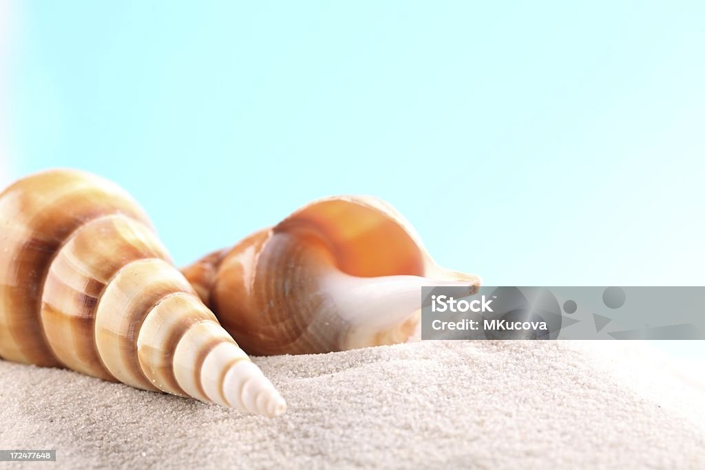 Seashell Hintergrund - Lizenzfrei Bildhintergrund Stock-Foto