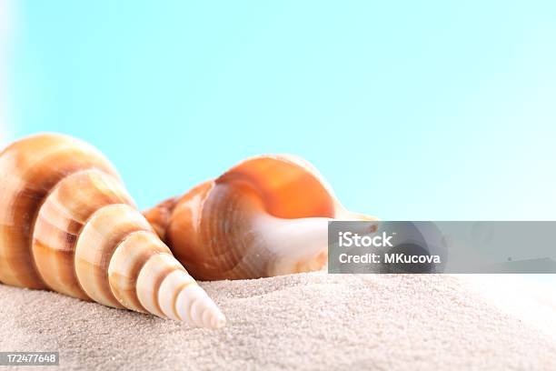 Seashell Hintergrund Stockfoto und mehr Bilder von Bildhintergrund - Bildhintergrund, Blau, Fotografie