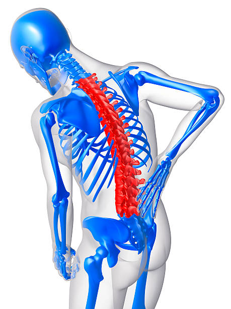 ból pleców - human bone forensic science medical scan morphology zdjęcia i obrazy z banku zdjęć