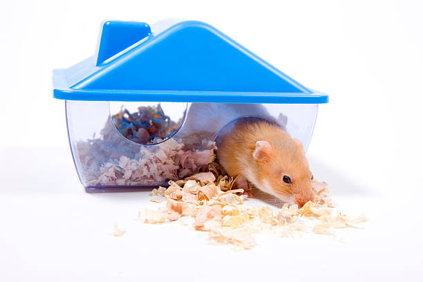 작은가 주택 - rodent hamster small apartment 뉴스 사진 이미지