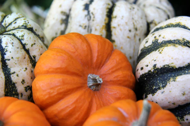 istock Lot of mini orange pumpkins 1724779706
