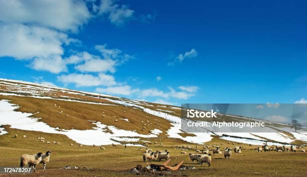 Cumbrian Farma Owiec - zdjęcia stockowe i więcej obrazów Anglia - Anglia, Bez ludzi, Chmura