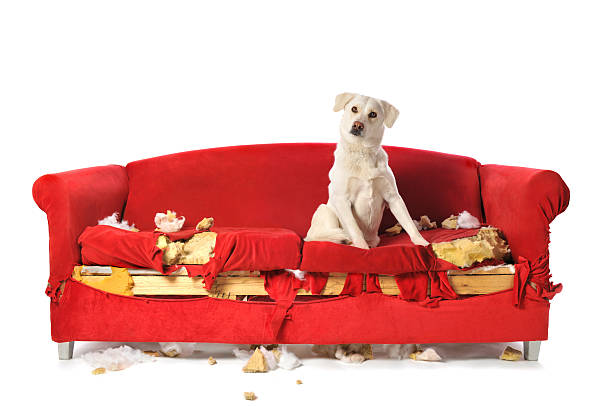 Naughty White Labrador Dog Sitting on a Chewed Up Couch stock photo