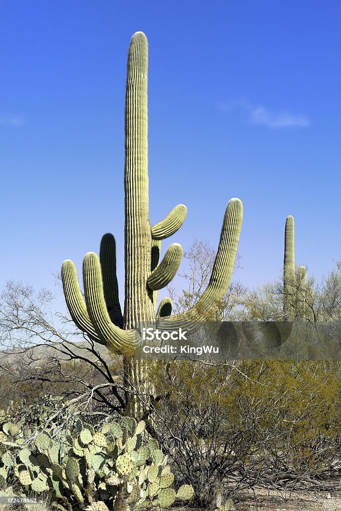 Paysages du désert - Photo de Arizona libre de droits