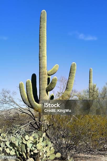 Photo libre de droit de Paysages Du Désert banque d'images et plus d'images libres de droit de Arizona - Arizona, Cactus, Désert