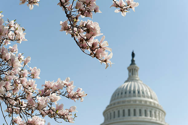 istock cherry blossoms at Capitol hill 172478487