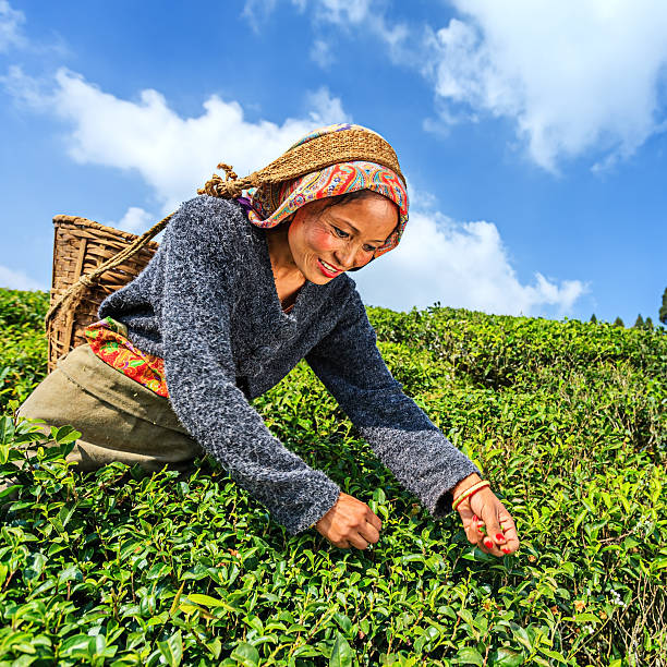 istock Indian pickers plucking tea leaves in Darjeeling, India 172478589