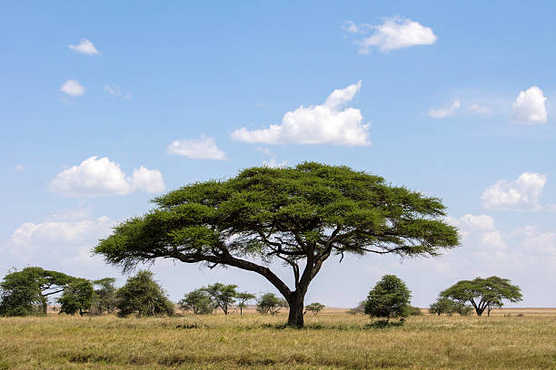 istock Acacia Trees in the Serengeti 172478629