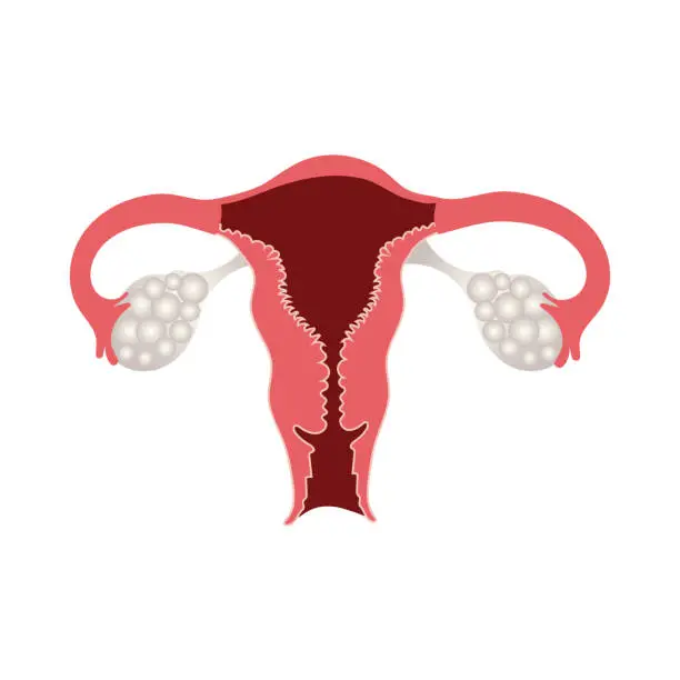 Vector illustration of structure of the female reproductive system, ovaries and uterus