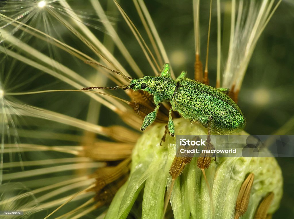 Siedzący Owad (Bug) w Mniszek nasiona - Zbiór zdjęć royalty-free (Abstrakcja)