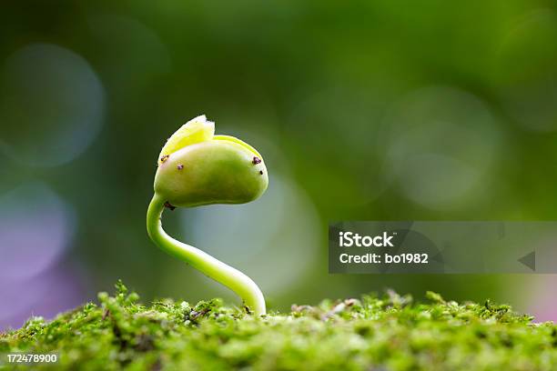 Nueva Vida Crecimiento En Resorte Foto de stock y más banco de imágenes de Brote - Brote, Crecimiento, Cultivado