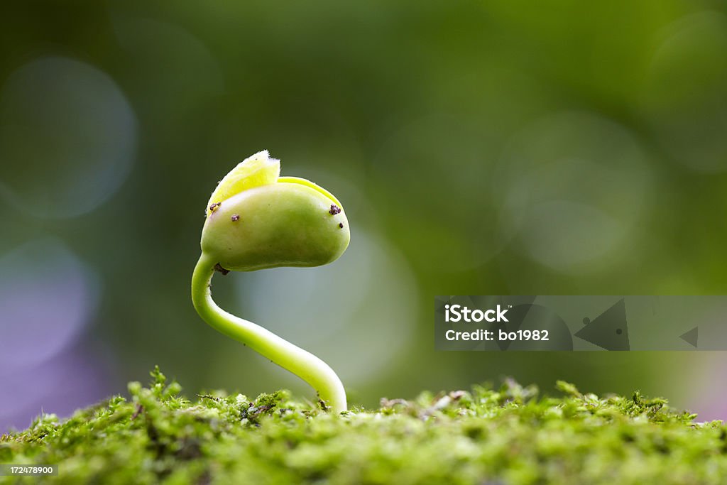 new life growing in spring close up of small bud growingPlease see more similar pictures from my portfolio: Bud Stock Photo