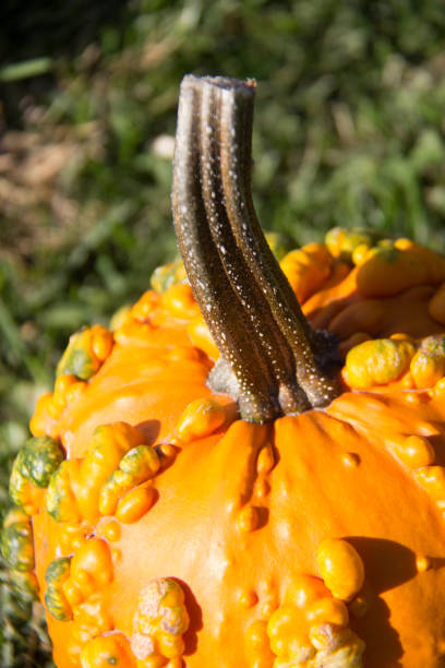 istock Close up of a pumpkin with warts 1724789382
