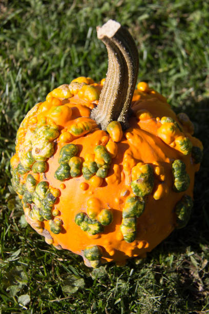 istock Close up of a pumpkin with warts 1724789402