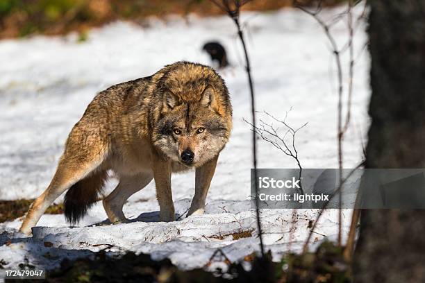 Photo libre de droit de Wolf banque d'images et plus d'images libres de droit de Loup - Loup, Animaux à l'état sauvage, Chasser