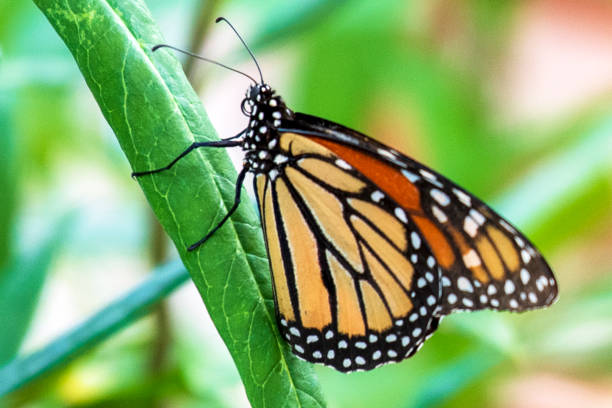 istock Monarch caterpillar  on Milkweed flower 1724790494