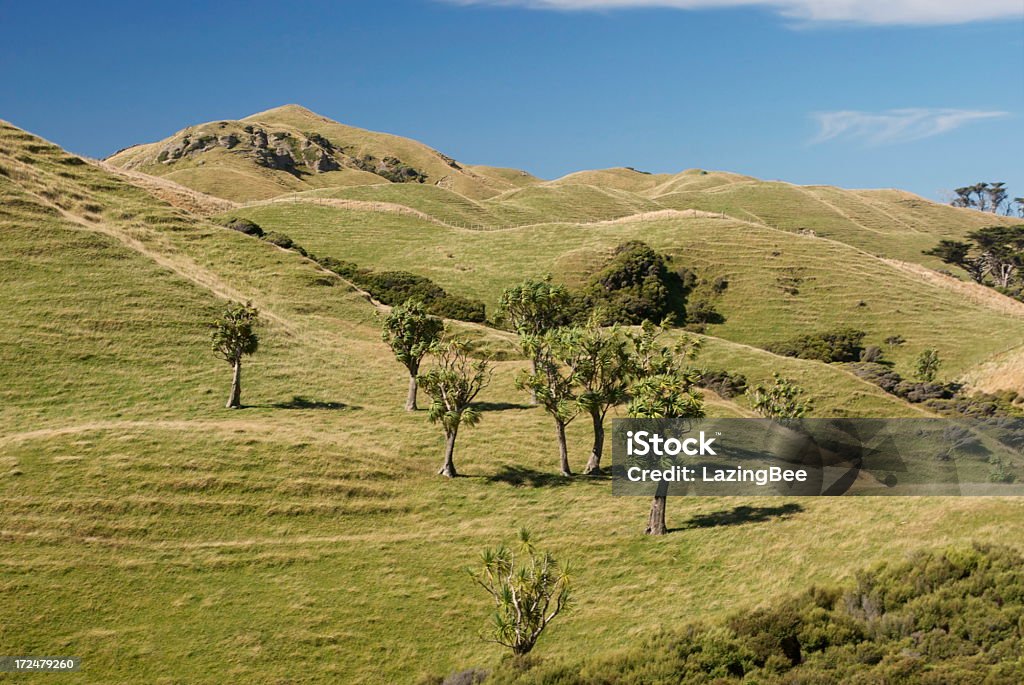 Cavolo nativo & di alberi verdi colline ondulate, Nuova Zelanda - Foto stock royalty-free di Albero