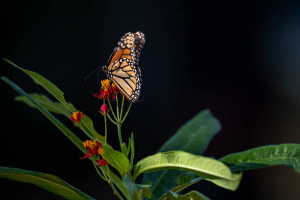 istock Monarch caterpillar  on Milkweed flower 1724793842