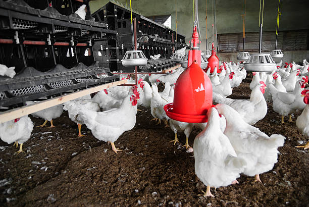 Inside a poultry farm stock photo
