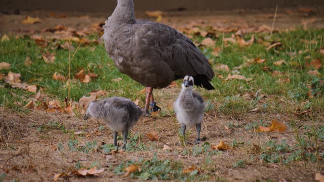 A cape barren goose family