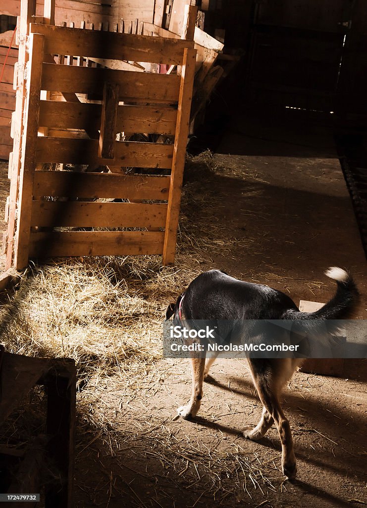 El barn perro - Foto de stock de Agricultura libre de derechos