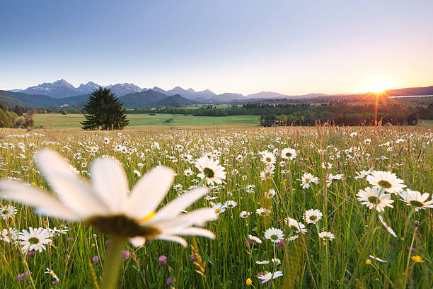 開花草原、バイエルン ostallgäu、ババリア、ドイツ、アルプスの眺め - allgau germany bavaria european alps ストックフォトと画像