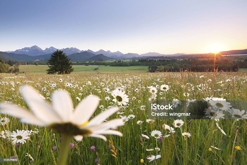 blooming meadows, bavarian ostallgäu, bavaria, germany, view on the alps "unpaved path through summer meadows, bavarian ostallgAu, tannheimer berge in the background" Flower Stock Photo