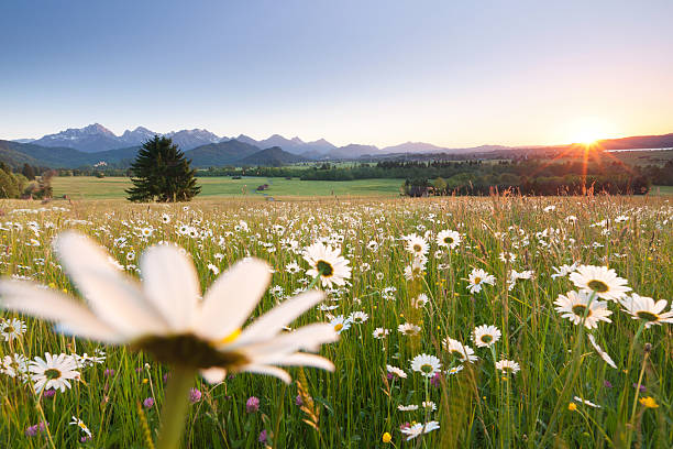 blooming meadows, bavarian ostallgäu, bavaria, germany, view on the alps "unpaved path through summer meadows, bavarian ostallgAu, tannheimer berge in the background" daisy flower spring marguerite stock pictures, royalty-free photos & images