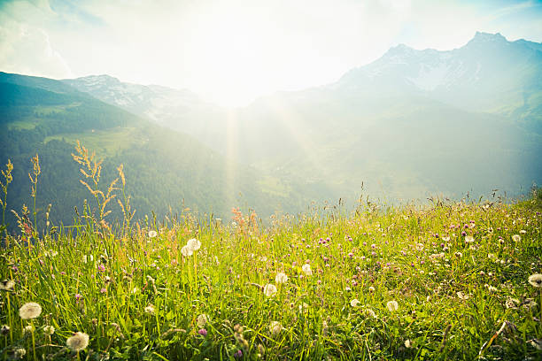 hermosa montaña meadow - alpine meadow fotografías e imágenes de stock